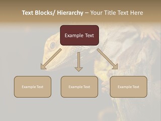 Juvenile Zoo Dragon PowerPoint Template