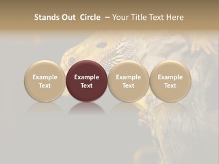 Juvenile Zoo Dragon PowerPoint Template