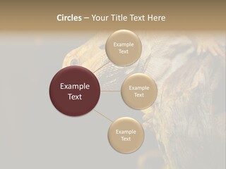 Juvenile Zoo Dragon PowerPoint Template