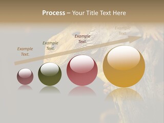 Juvenile Zoo Dragon PowerPoint Template