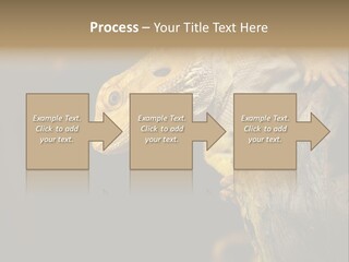 Juvenile Zoo Dragon PowerPoint Template