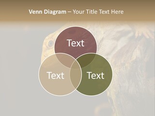 Juvenile Zoo Dragon PowerPoint Template