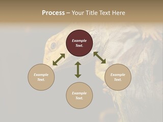 Juvenile Zoo Dragon PowerPoint Template