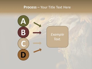 Juvenile Zoo Dragon PowerPoint Template