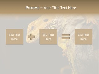 Juvenile Zoo Dragon PowerPoint Template