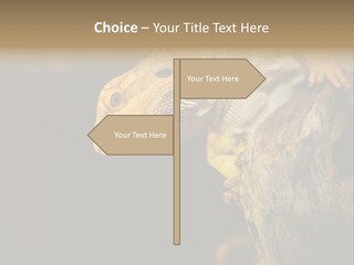 Juvenile Zoo Dragon PowerPoint Template