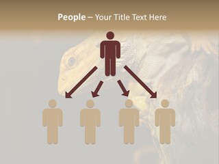 Juvenile Zoo Dragon PowerPoint Template