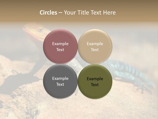 Wildlife Africa Natural PowerPoint Template