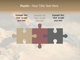 Wildlife Africa Natural PowerPoint Template