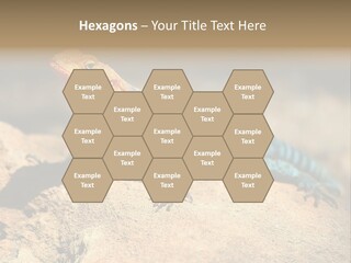 Wildlife Africa Natural PowerPoint Template