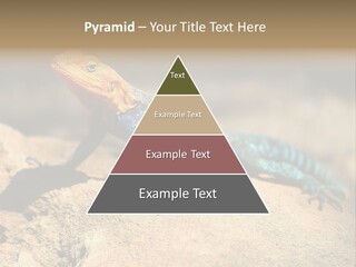 Wildlife Africa Natural PowerPoint Template