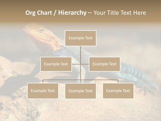 Wildlife Africa Natural PowerPoint Template