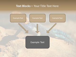 Wildlife Africa Natural PowerPoint Template