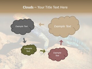 Wildlife Africa Natural PowerPoint Template