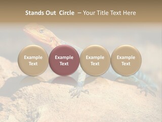 Wildlife Africa Natural PowerPoint Template