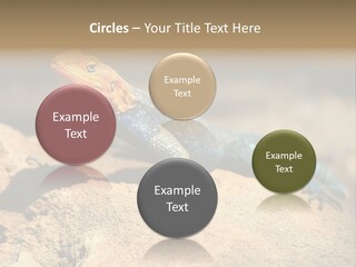 Wildlife Africa Natural PowerPoint Template