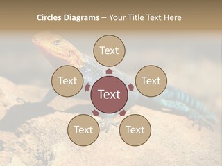 Wildlife Africa Natural PowerPoint Template