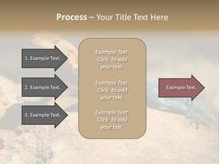 Wildlife Africa Natural PowerPoint Template
