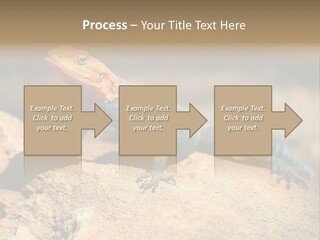 Wildlife Africa Natural PowerPoint Template