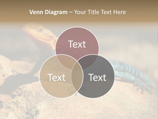 Wildlife Africa Natural PowerPoint Template