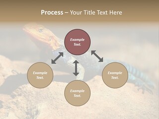 Wildlife Africa Natural PowerPoint Template