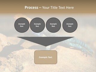 Wildlife Africa Natural PowerPoint Template