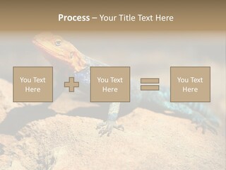 Wildlife Africa Natural PowerPoint Template