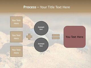 Wildlife Africa Natural PowerPoint Template
