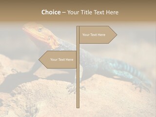 Wildlife Africa Natural PowerPoint Template