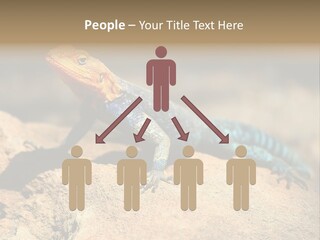 Wildlife Africa Natural PowerPoint Template