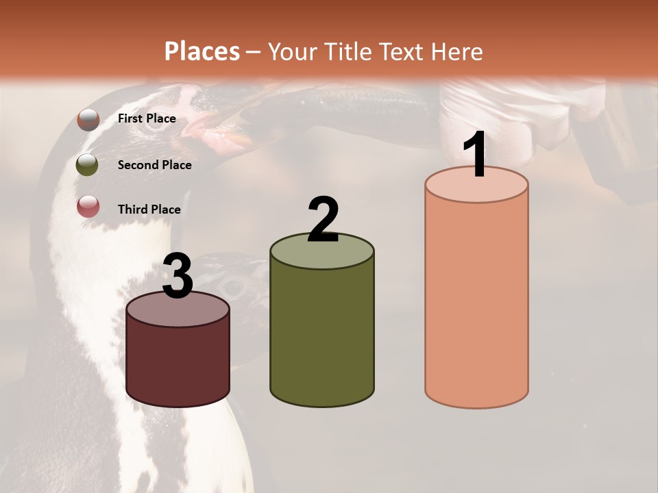 Sea Animal Enjoy PowerPoint Template