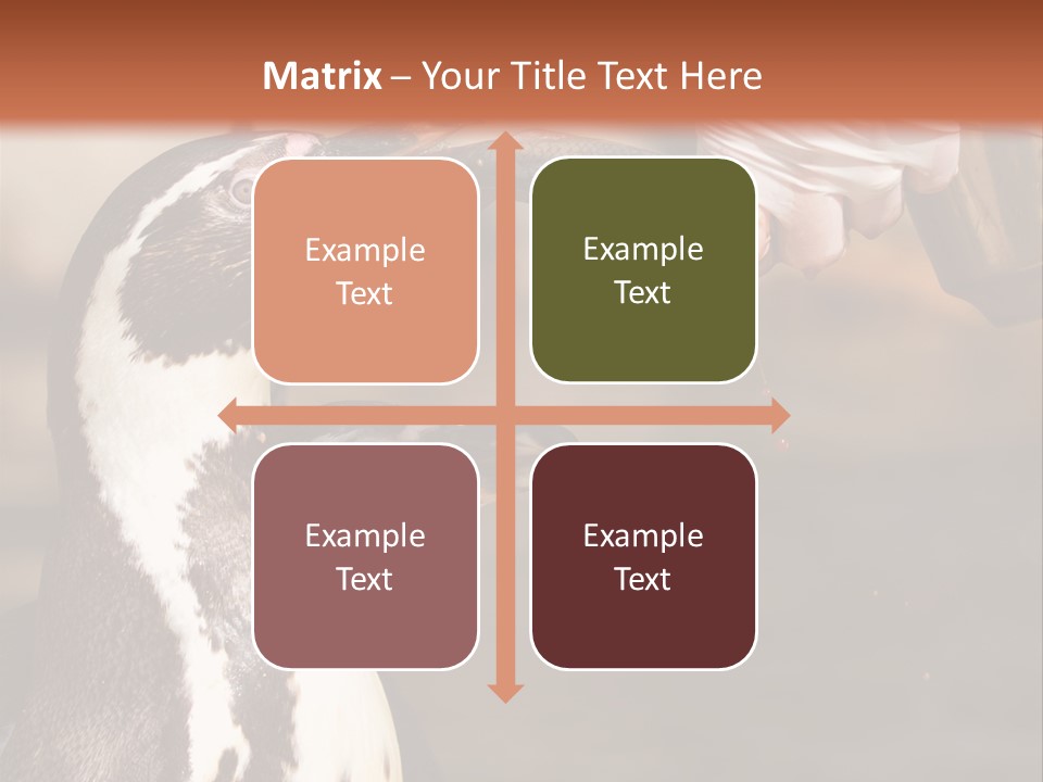 Sea Animal Enjoy PowerPoint Template