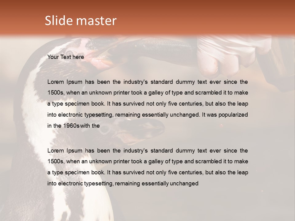 Sea Animal Enjoy PowerPoint Template