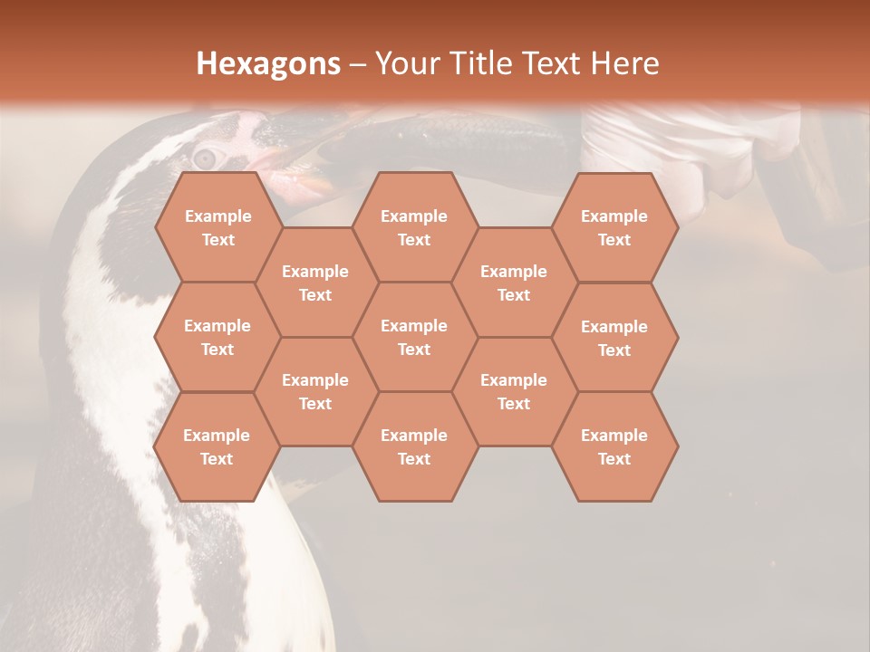 Sea Animal Enjoy PowerPoint Template