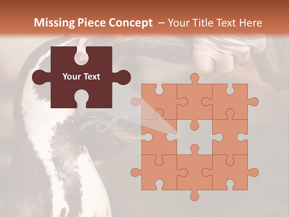 Sea Animal Enjoy PowerPoint Template