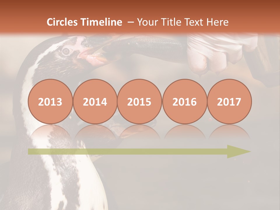 Sea Animal Enjoy PowerPoint Template