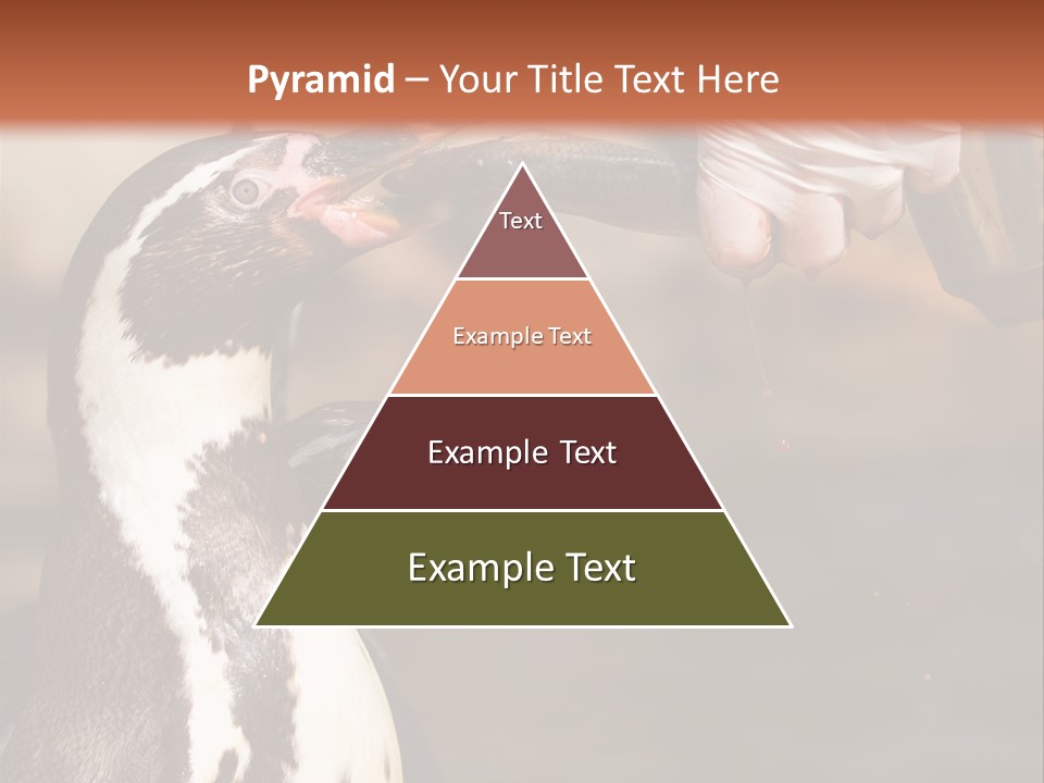 Sea Animal Enjoy PowerPoint Template