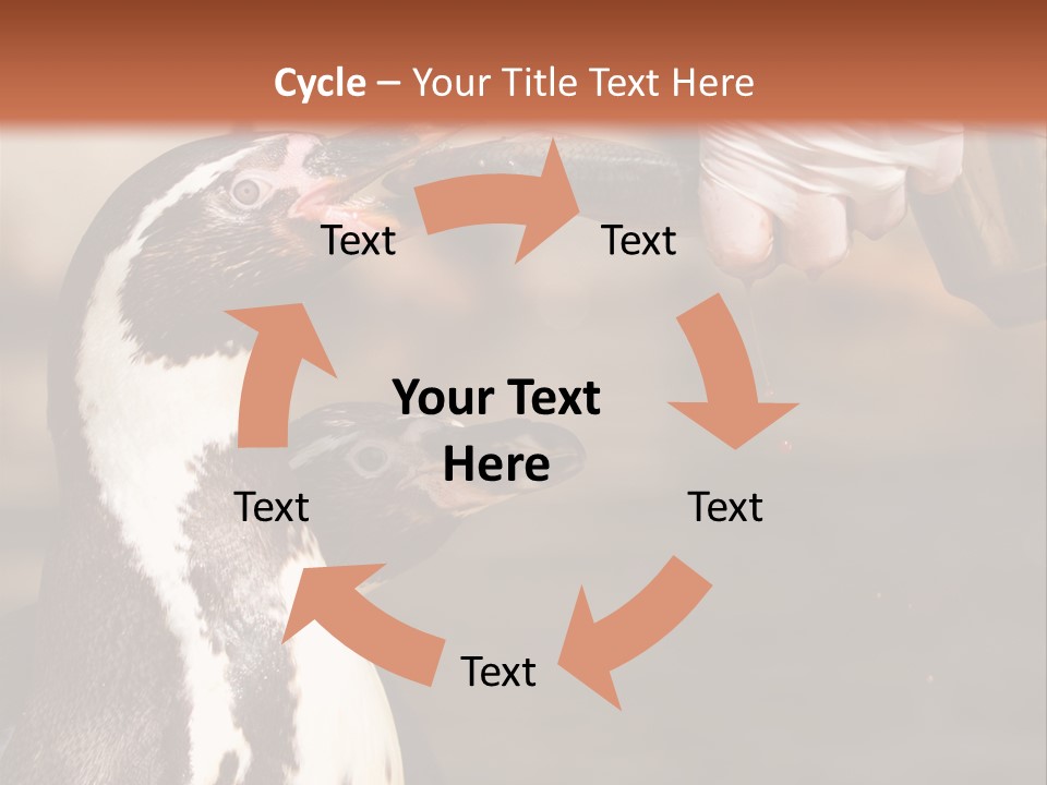 Sea Animal Enjoy PowerPoint Template