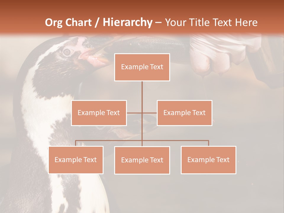 Sea Animal Enjoy PowerPoint Template