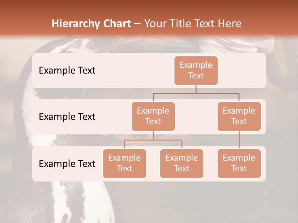 Sea Animal Enjoy PowerPoint Template