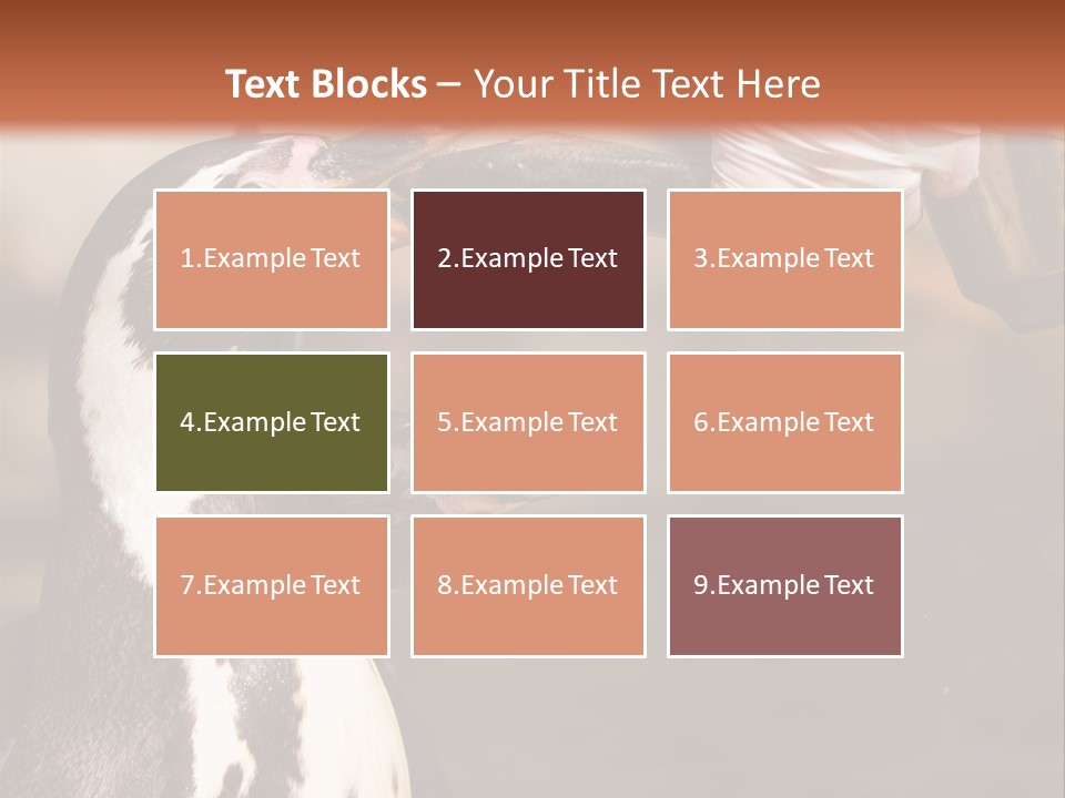 Sea Animal Enjoy PowerPoint Template