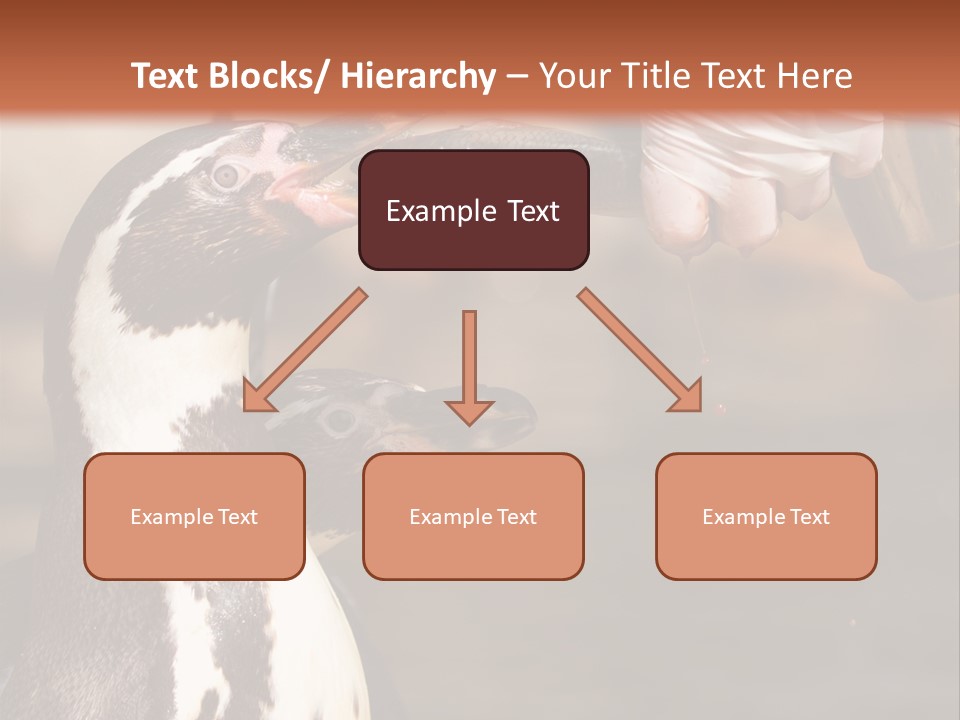 Sea Animal Enjoy PowerPoint Template