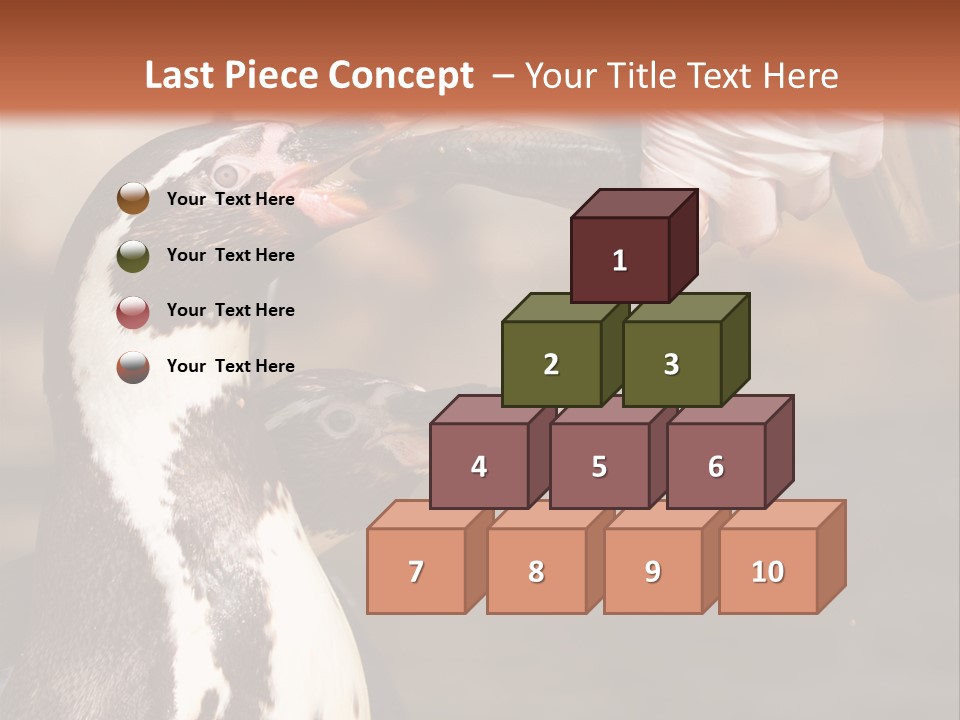 Sea Animal Enjoy PowerPoint Template