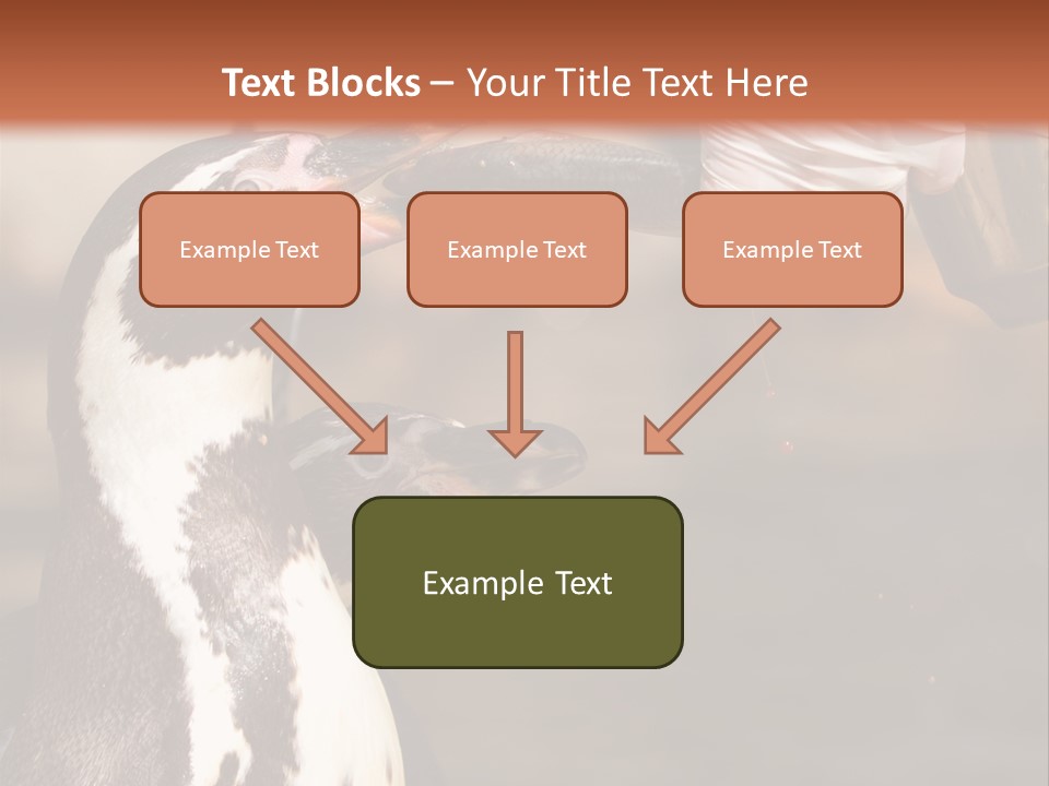 Sea Animal Enjoy PowerPoint Template