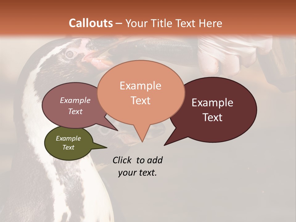 Sea Animal Enjoy PowerPoint Template