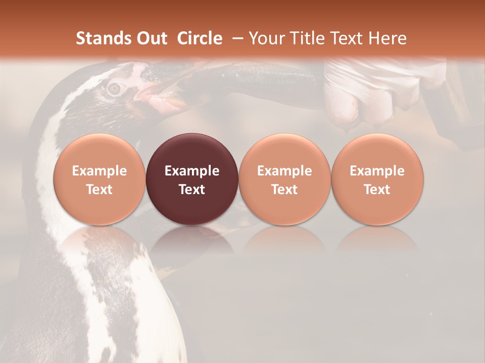 Sea Animal Enjoy PowerPoint Template