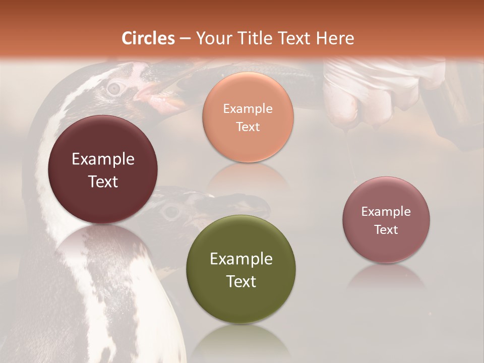 Sea Animal Enjoy PowerPoint Template