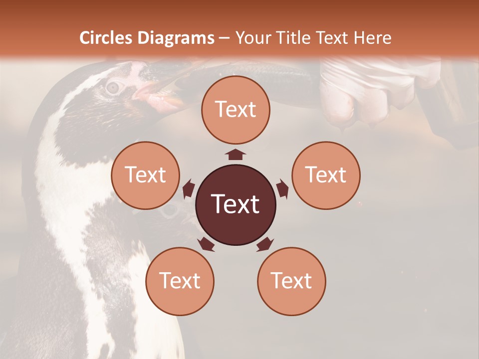 Sea Animal Enjoy PowerPoint Template