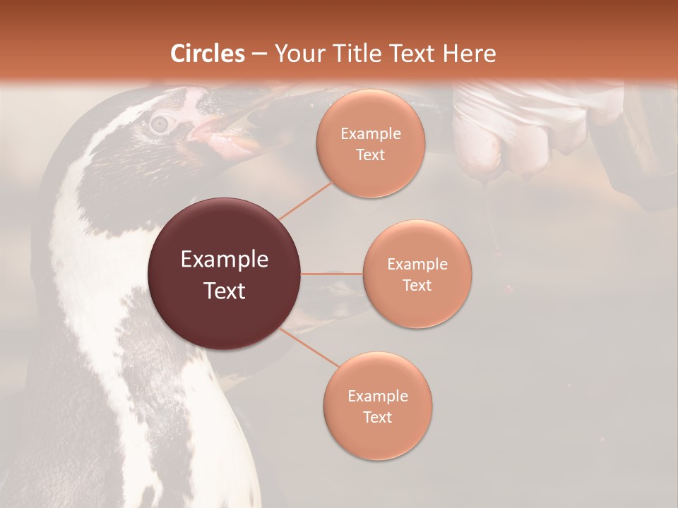 Sea Animal Enjoy PowerPoint Template