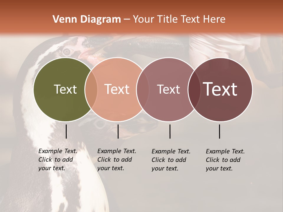 Sea Animal Enjoy PowerPoint Template